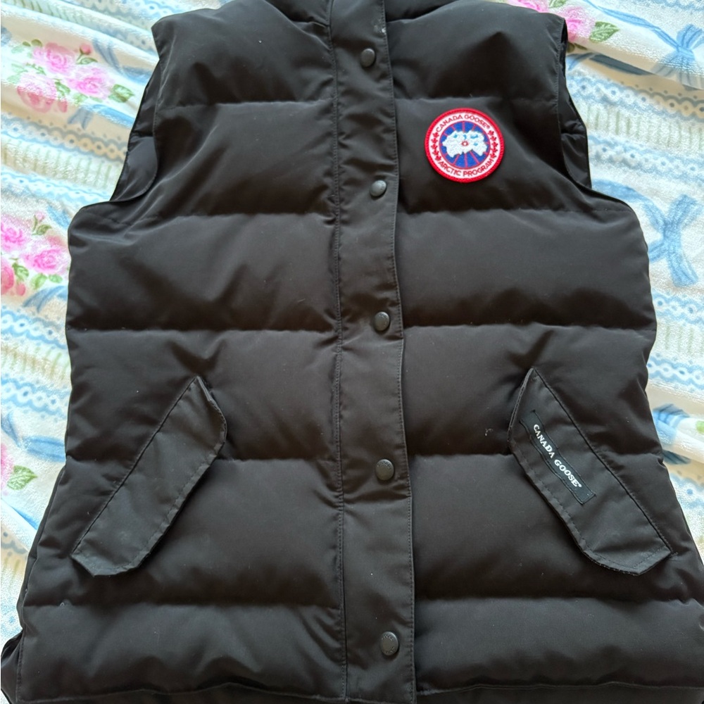 Canada goose